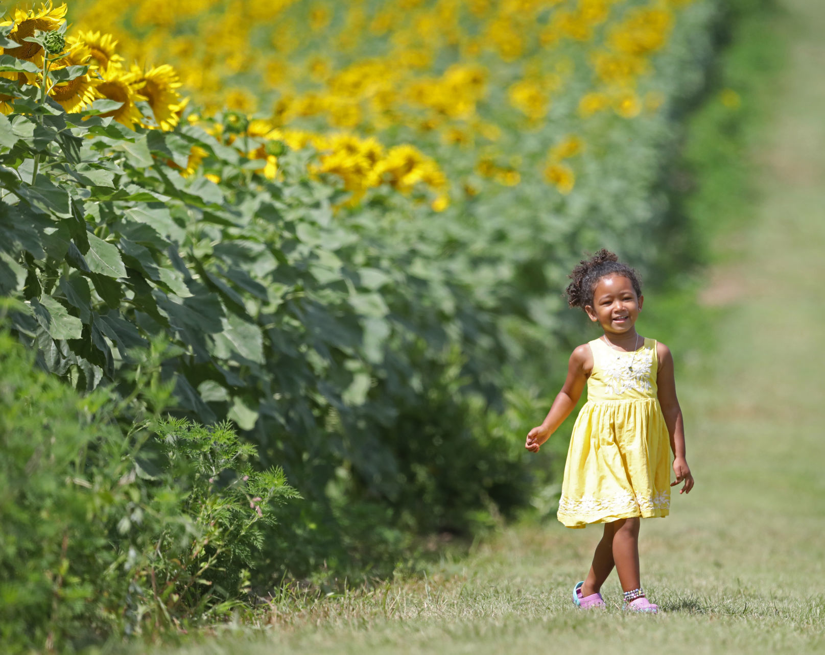 Sunflower Days 2019